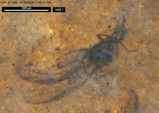 Aphididae