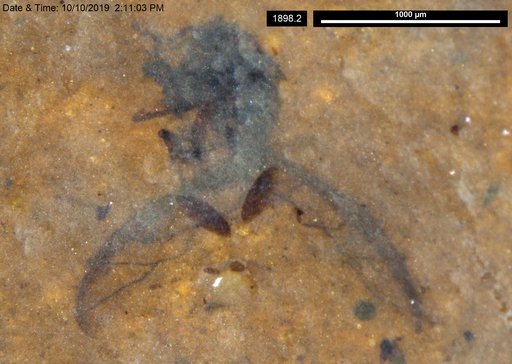 Aphididae