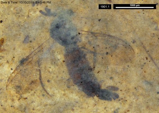 Mycetophilidae