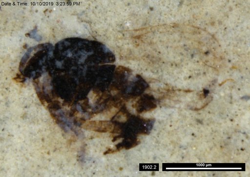 Diptera