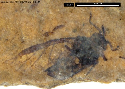 Aphididae