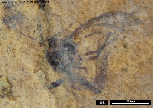 Aphididae