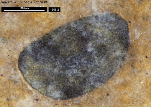Tracheophyta