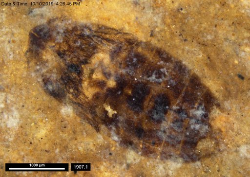 Corixidae