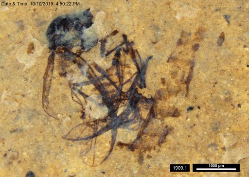 Aphididae