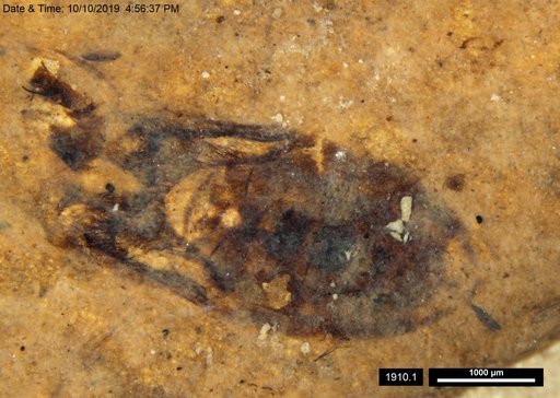 Corixidae