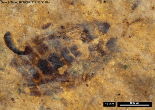Corixidae