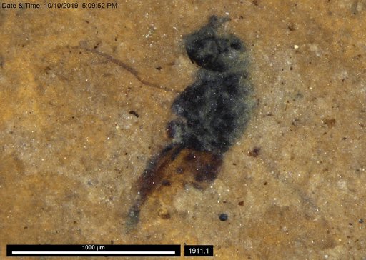 Genus sp