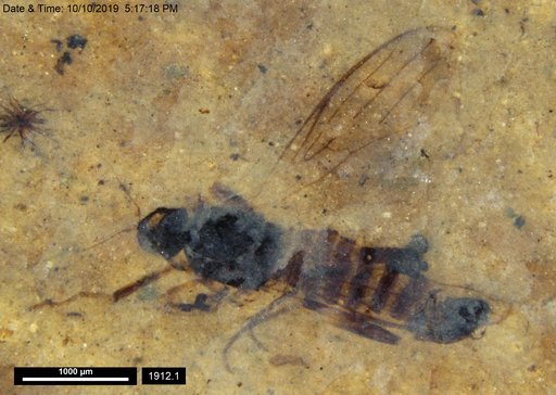 Diptera