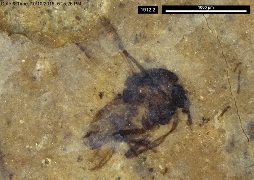 Diptera