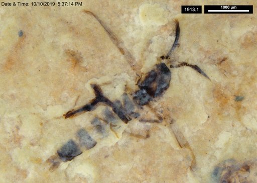 Chaoboridae