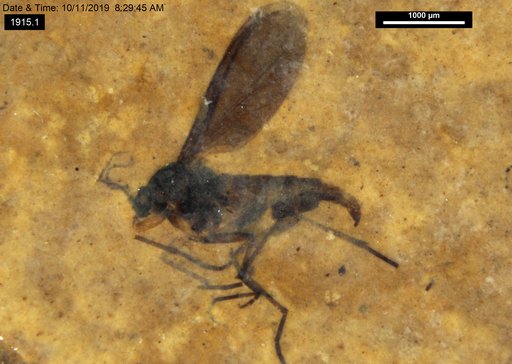 Diptera