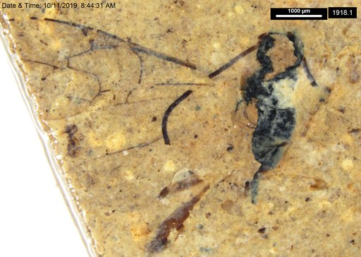 Ichneumonidae