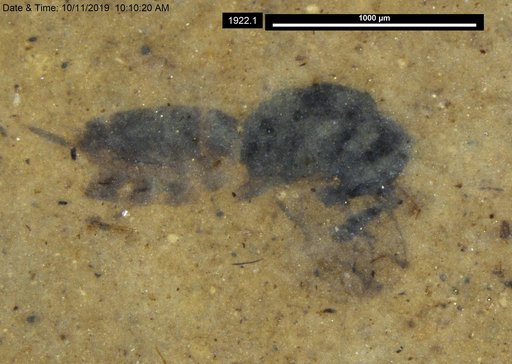 Genus sp