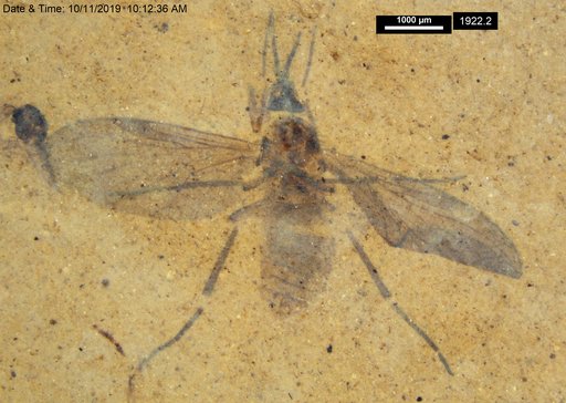 Diptera
