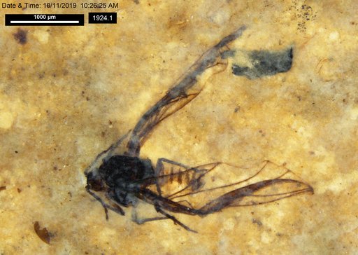 Aphididae