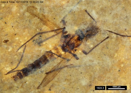Chaoboridae