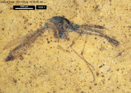 Genus sp