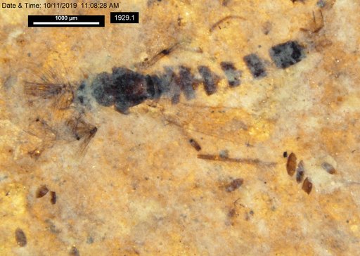 Chaoboridae