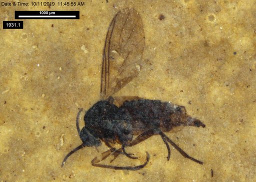 Sciaridae