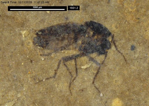Diptera