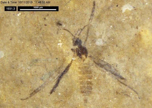 Chaoboridae
