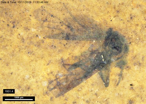 Aphididae