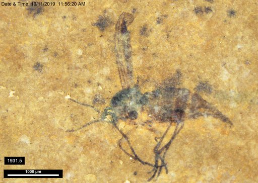 Sciaridae