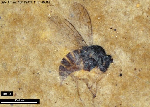 Diptera