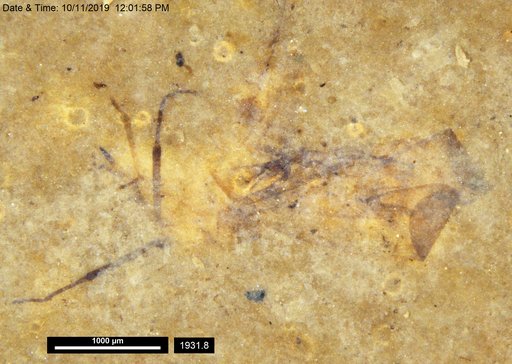 Genus sp