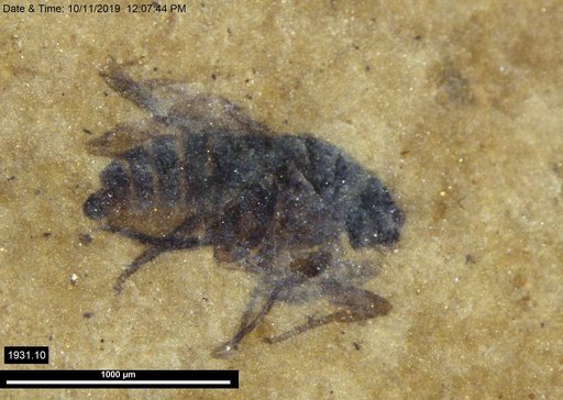 Phoridae