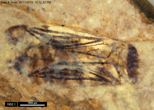 Corixidae
