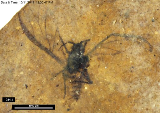 Aphididae
