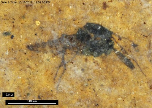 Diptera