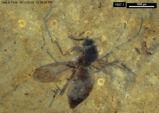 Diptera