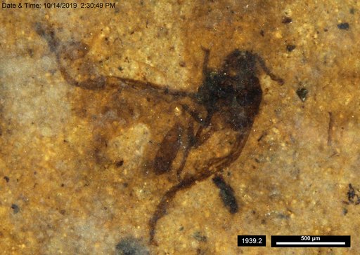 Aphididae