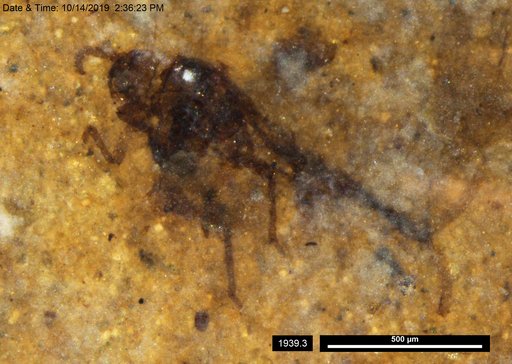 Aphididae