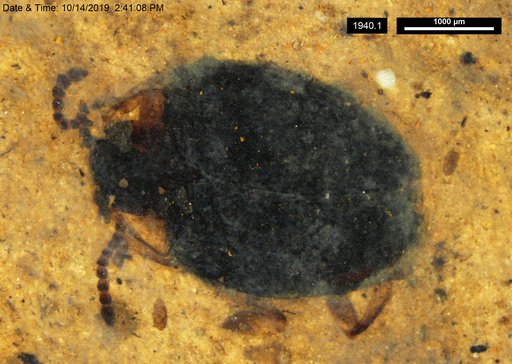 Chrysomelidae