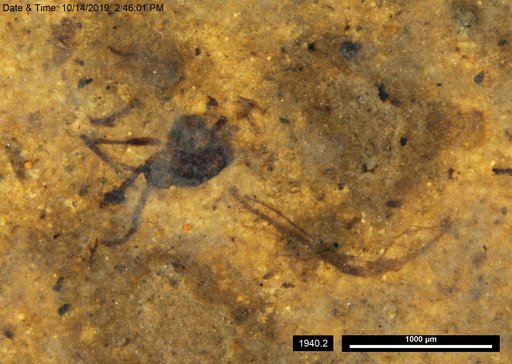 Aphididae