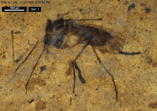 Diptera