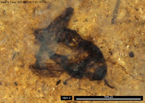 Aphididae