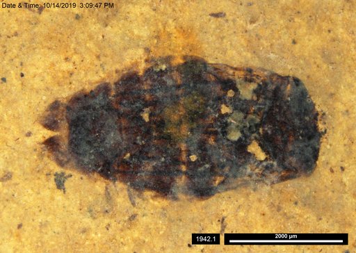 Corixidae