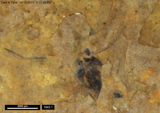 Notonectidae