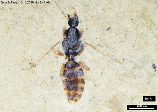 Formicidae