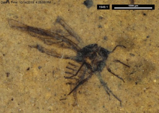Aphididae