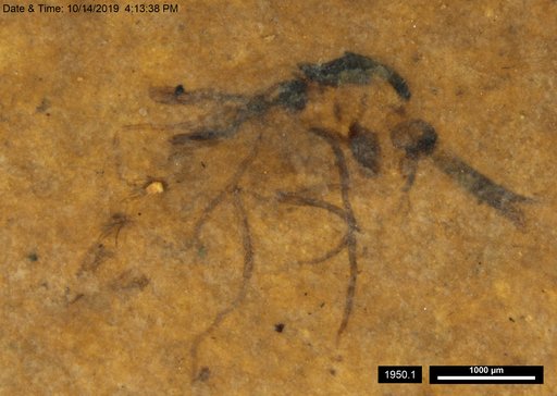 Chaoboridae