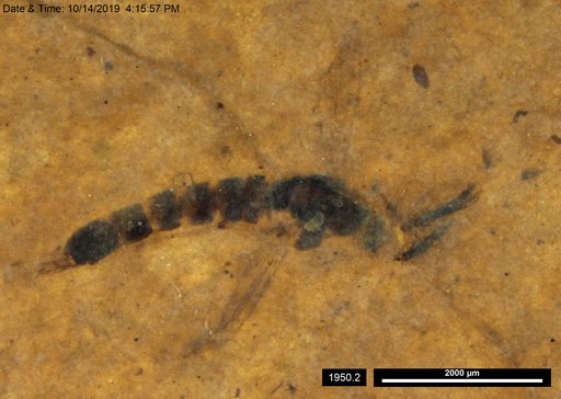 Chaoboridae