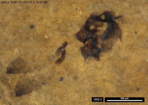 Chaoboridae