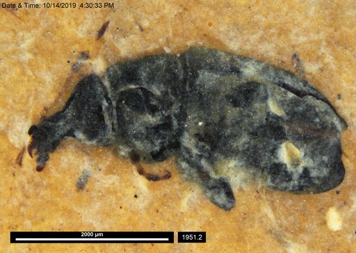 Genus sp