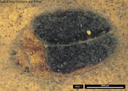 Chrysomelidae